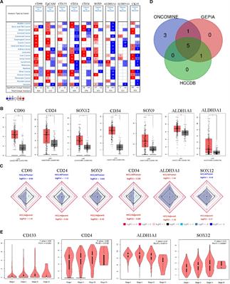 Human Hepatic Cancer Stem Cells (HCSCs) Markers Correlated With Immune Infiltrates Reveal Prognostic Significance of Hepatocellular Carcinoma